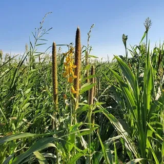 thumbnail for publication: Cover Crops